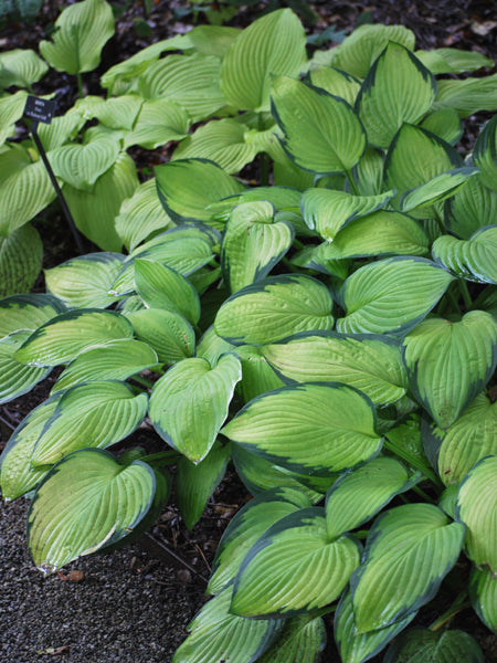 Hosta x 'Gold Standard' (Plantain Lily) – Perennial Farm Marketplace