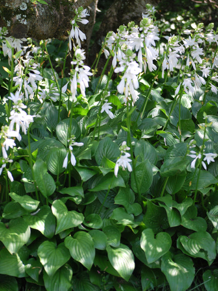 Hosta x 'Royal Standard' (Plantain Lily) – Perennial Farm Marketplace