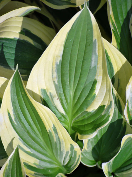 Hosta x 'Wide Brim' (Plantain Lily) – Perennial Farm Marketplace