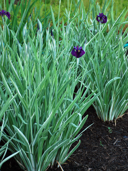Iris ensata 'Variegata' (Variegated Japanese Iris) – Perennial Farm  Marketplace