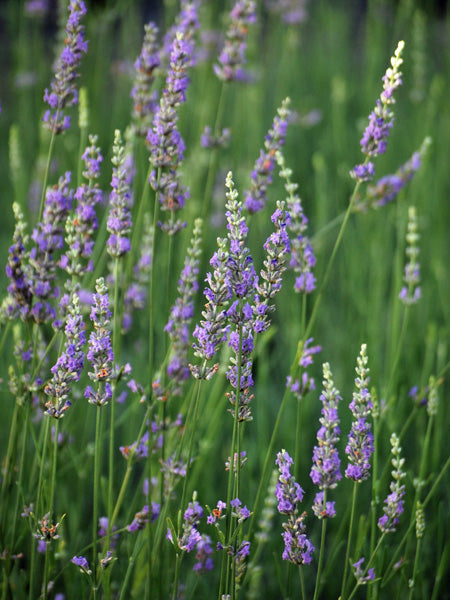 grosso lavender plants for sale near me Lavandula x intermedia 'Grosso' (Fat-Spiked Lavender) – Perennial Farm Marketplace