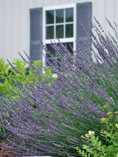 Lavandula x intermedia 'Phenomenal' (Lavender) – Perennial Farm Marketplace