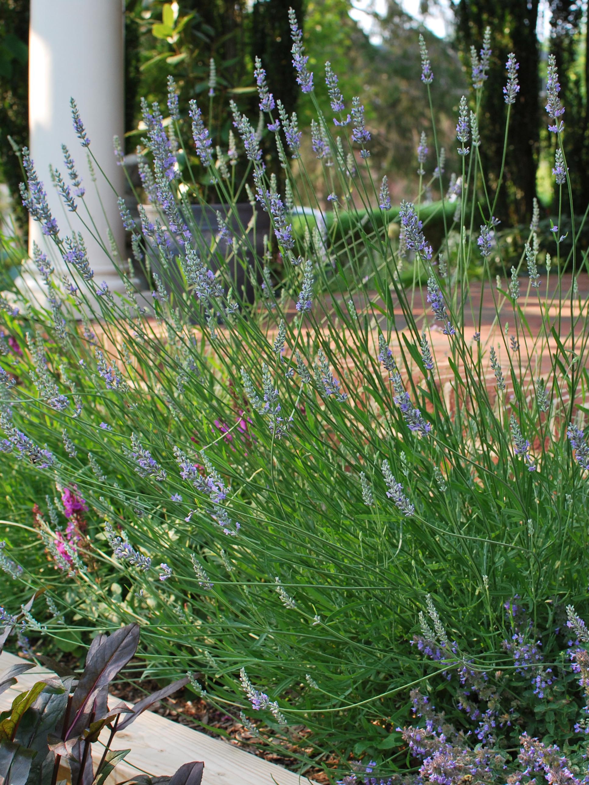 planting provence lavender Lavandula x intermedia 'Provence' (Lavender) – Perennial Farm Marketplace