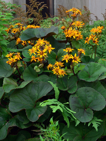 ligularia plant Ligularia dentata 'Desdemona' (Ligularia)