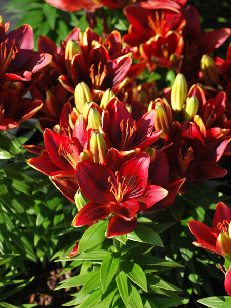tiny icon asiatic lily Lilium Lily Looks™ 'Tiny Rocket' (Dwarf Asiatic Lily) – Perennial Farm Marketplace
