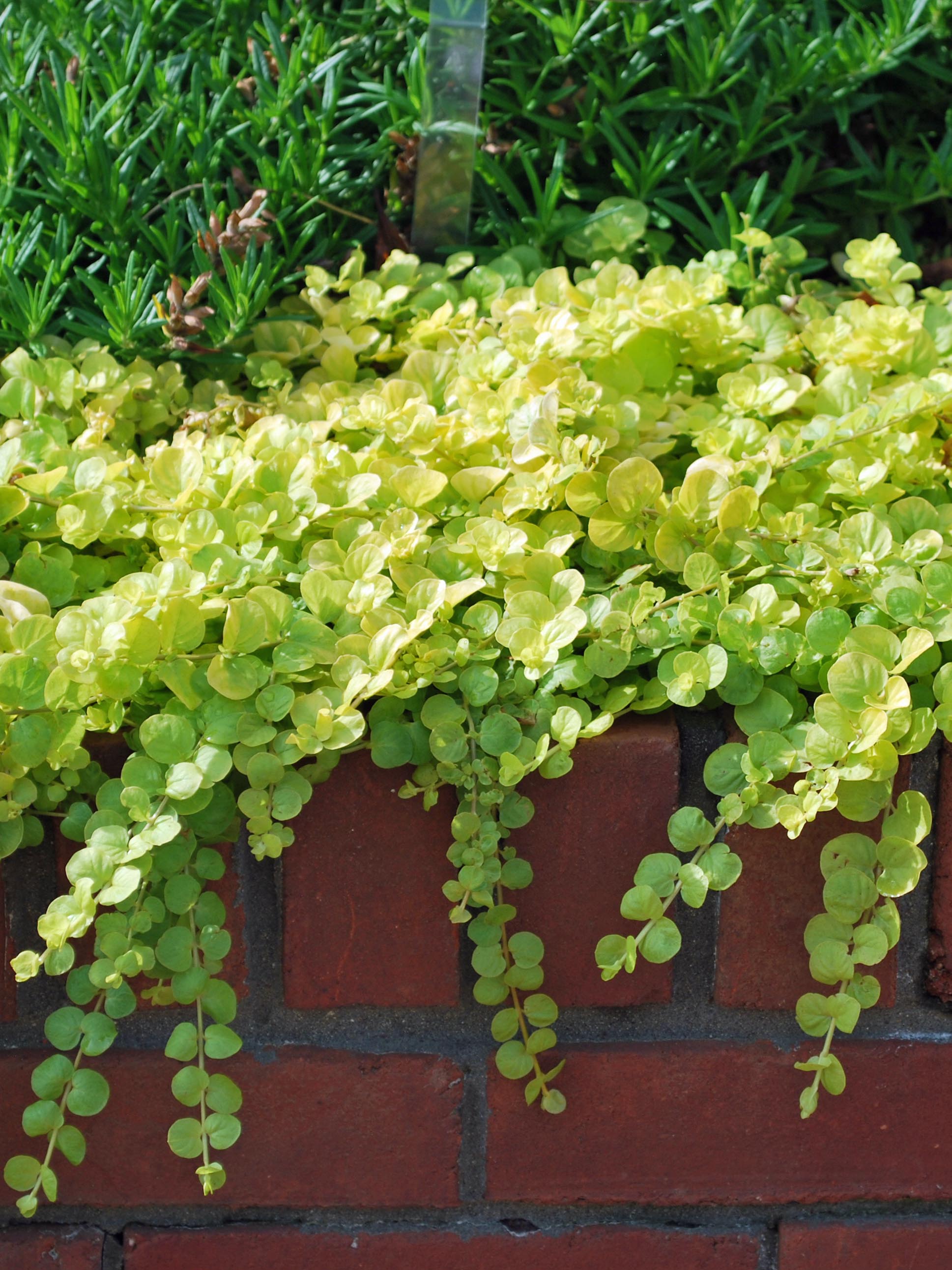 Lysimachia nummularia 'Aurea' (Golden Creeping Jenny) – Perennial Farm  Marketplace