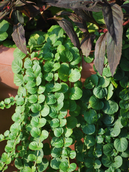 creeping jenny succulent Lysimachia nummularia (Creeping Jenny) – Perennial Farm Marketplace