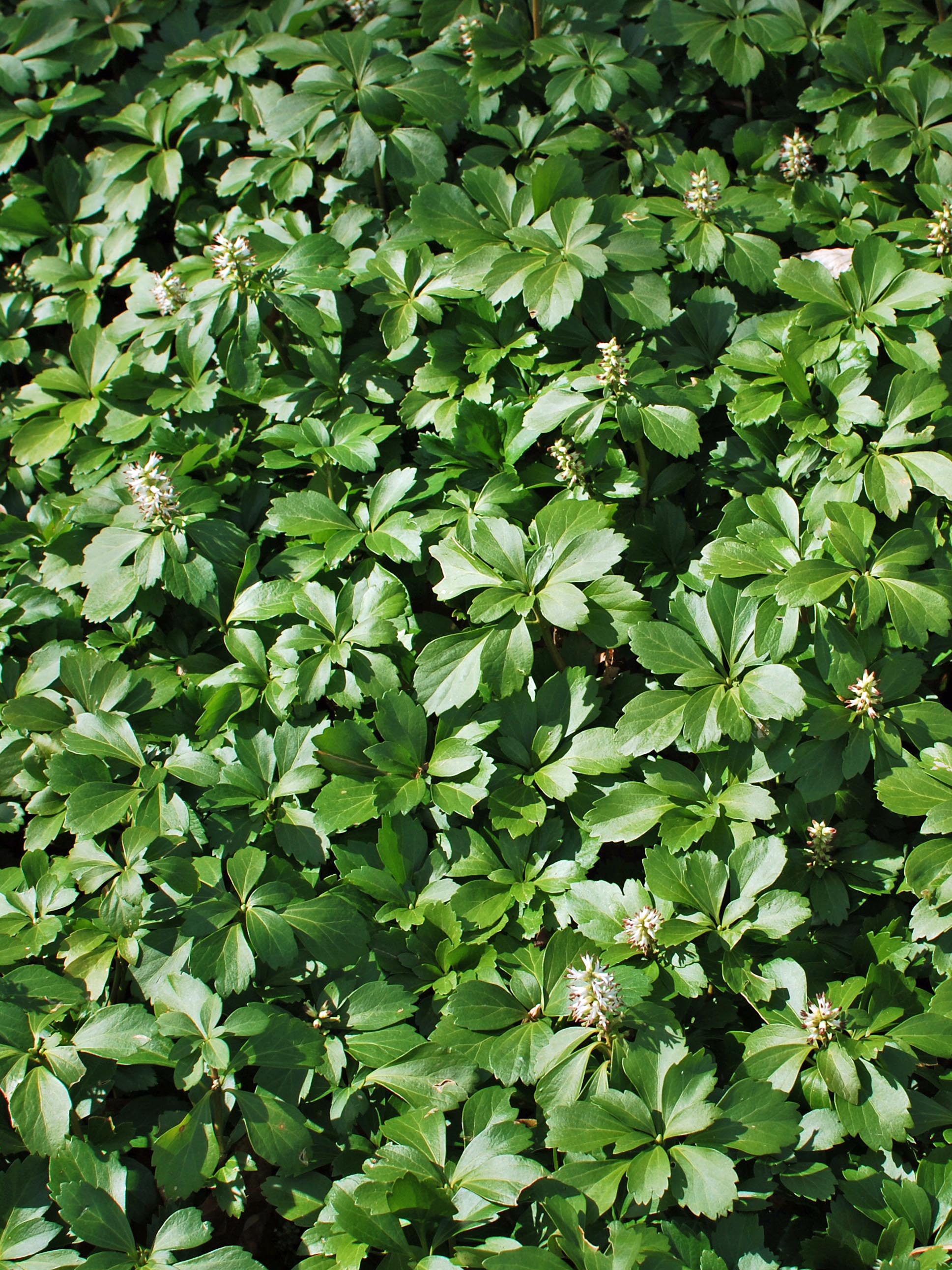 Pachysandra terminalis (Japanese Spurge) – Perennial Farm Marketplace