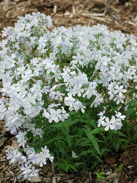 Phlox divaricata 'May Breeze' (Woodland Phlox) – Perennial Farm
