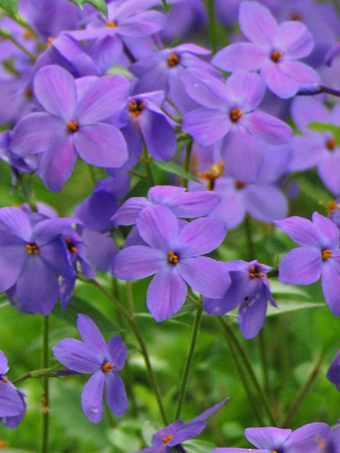 Phlox stolonifera 'Sherwood Purple' (Creeping Phlox) – Perennial