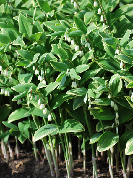 Polygonatum odoratum 'Variegatum' (Variegated Solomon's Seal)