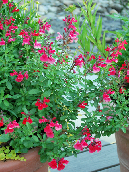 Salvia greggii Arctic Blaze® Red (Autumn Sage) – Perennial Farm
