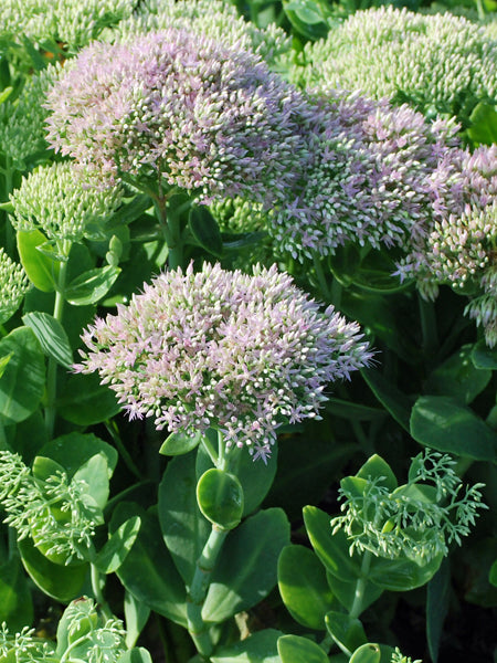 garden succulent sedum brilliant Sedum spectabile 'Brilliant' (Stonecrop)