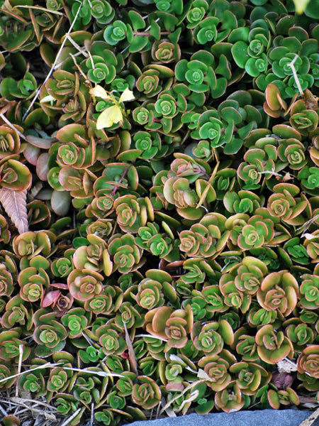 sedum coral reef succulent Sedum tetractinum 'Coral Reef' (Stonecrop) – Perennial Farm Marketplace