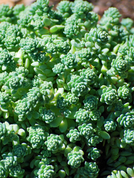 major succulent Sedum dasyphyllum 'Major' (Stonecrop) – Perennial Farm Marketplace