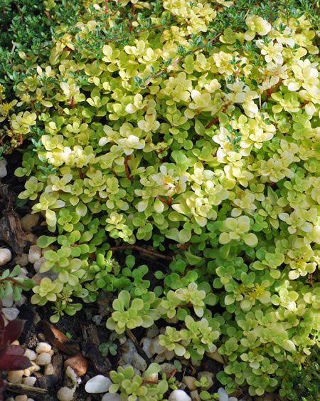 ogon succulent Sedum makinoi 'Ogon' (Stonecrop)