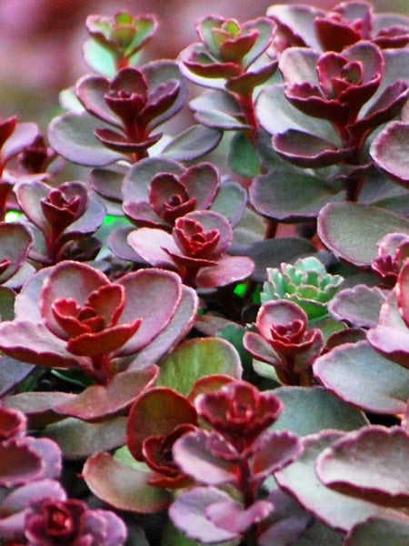 Sedum spurium 'Voodoo' (Stonecrop) – Perennial Farm Marketplace