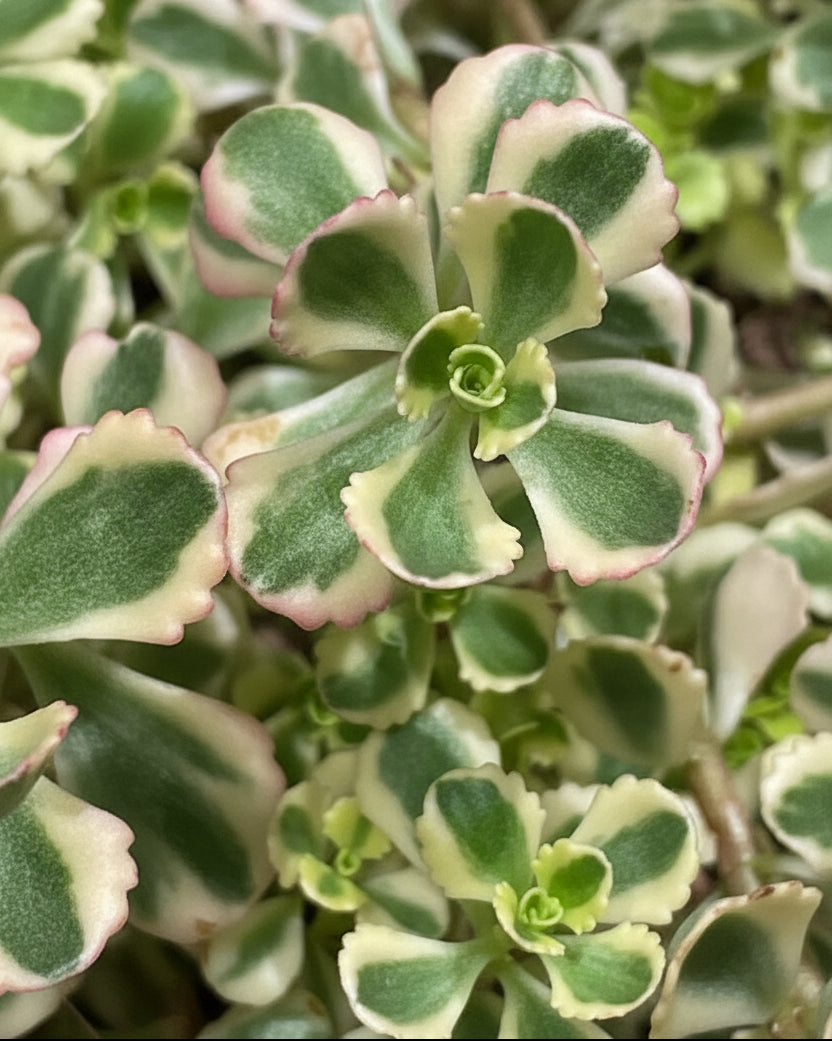 is stonecrop a succulent Sedum Spurium 'What A Doozie' (Stonecrop) – Perennial Farm Marketplace