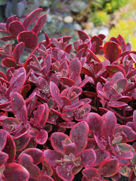 Sedum Sunsparkler® 'Wildfire' (Stonecrop) – Perennial Farm Marketplace