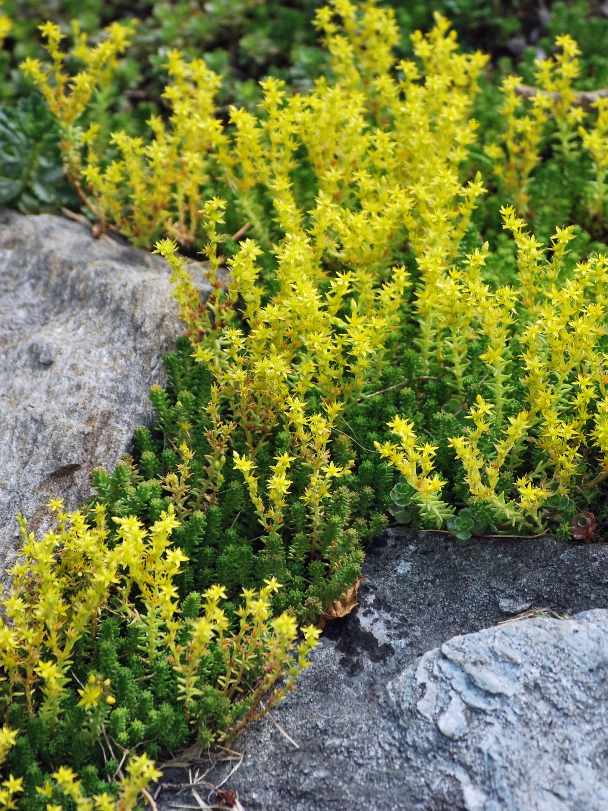 watch chain succulent turning yellow Sedum sexangulare (Watch Chain Stonecrop) – Perennial Farm Marketplace