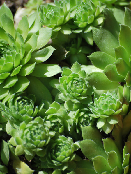 green wheel succulent Sempervivum 'Green Wheel' (Hens and Chicks) – Perennial Farm Marketplace