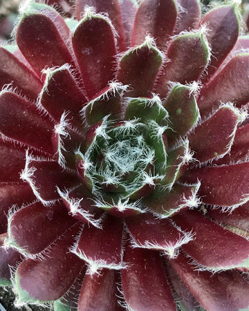 jade rose succulent Sempervivum 'Jade Rose' (Hens and Chicks) – Perennial Farm Marketplace