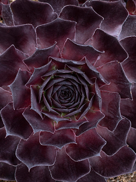 black hens and chicks succulent Sempervivum SuperSemps® Onyx (Hens and Chicks) – Perennial Farm Marketplace