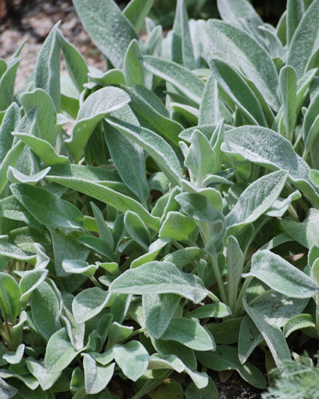 Stachys byzantina 'Silver Carpet' (Lamb's Ear) – Perennial Farm