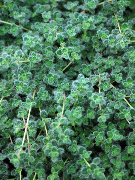 Thymus pseudolanuginosus (Woolly Thyme) – Perennial Farm Marketplace
