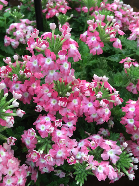 Verbena EnduraScape™ Pink Fizz (Vervain) – Perennial Farm Marketplace