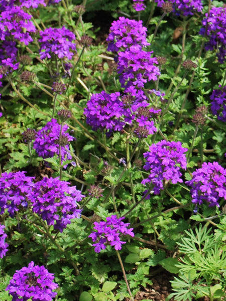Verbena x 'Homestead Purple' (Vervain) – Perennial Farm Marketplace