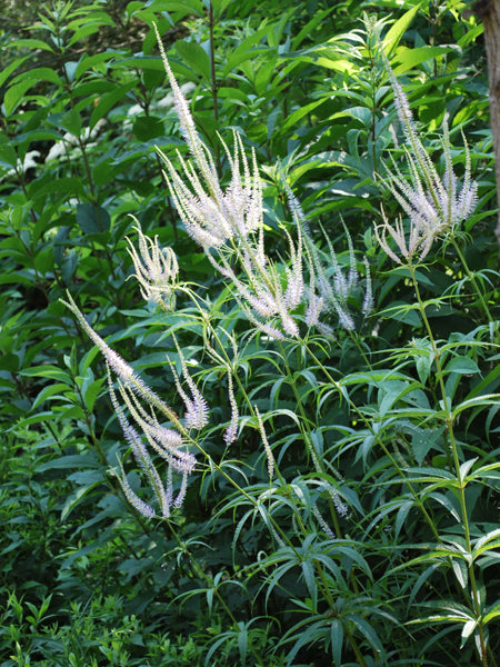 Veronicastrum virginicum (Culver's Root) – Perennial Farm Marketplace