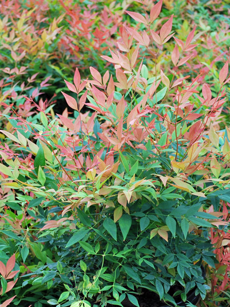 Nandina domestica 'Gulf Stream' (Compact Heavenly Bamboo