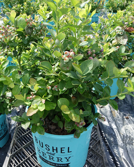 blueberry peach sorbet plant Vaccinium Peach Sorbet® (Bushel and Berry® Peach Sorbet®) – Perennial Farm  Marketplace