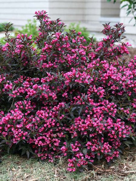 Weigela florida 'Spilled Wine'® (Weigela) – Perennial Farm Marketplace