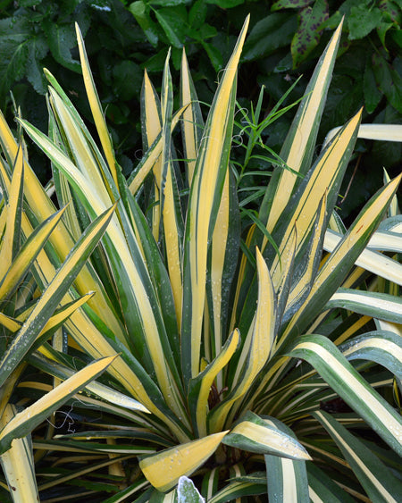 Yucca filamentosa 'Color Guard' (Variegated Adam's Needle