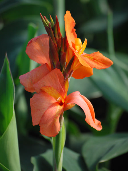 Canna Cannova® Orange (Canna Lily) – Perennial Farm Marketplace