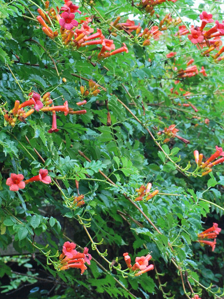 Campsis radicans 'Flamenco' (Trumpet Vine) – Perennial Farm Marketplace