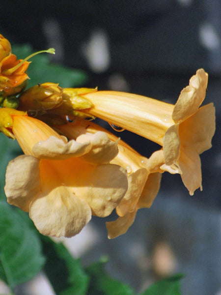 Campsis radicans 'Flava' (Trumpet Vine)  Perennial Farm Marketplace