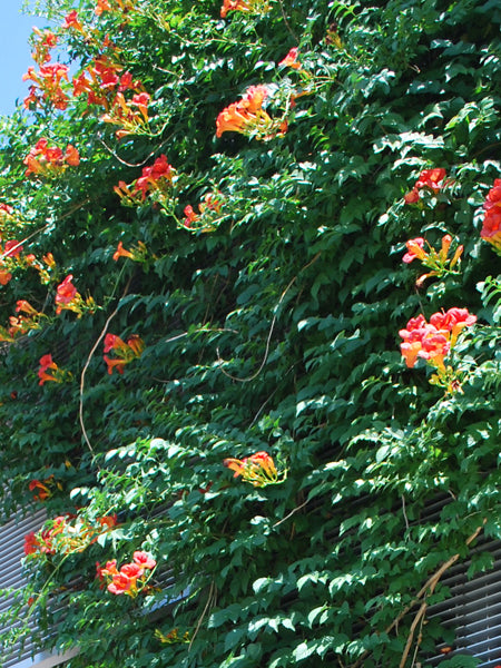 Campsis r. 'Indian Summer' (Trumpet creeper)