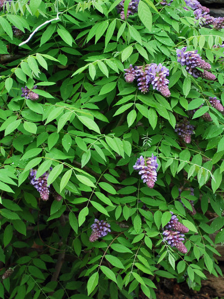 Wisteria frutescens 'Amethyst Falls' (American Wisteria) – Perennial Farm  Marketplace