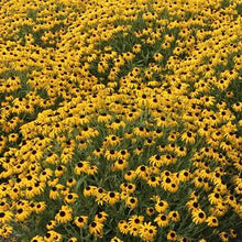 Load image into Gallery viewer, Rudbeckia x &#39;American Gold Rush&#39; (Black-eyed Susan)
