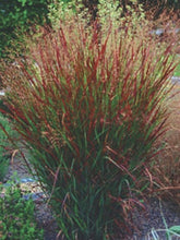 Load image into Gallery viewer, Red Switchgrass (Panicum virgatum &#39;Rotstrahlbusch&#39;)
