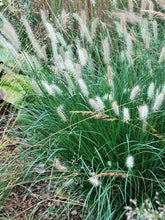 Load image into Gallery viewer, Dwarf Fountain Grass (Pennisetum alopecuroides &#39;Hameln&#39;)
