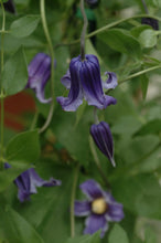 Load image into Gallery viewer, Clematis hybrid &#39;Rooguchi&#39; (Hybrid Clematis), purple flowers
