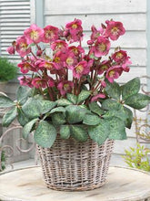Load image into Gallery viewer, Helleborus x Frostkiss® Anna&#39;s Red (Lenten Rose)
