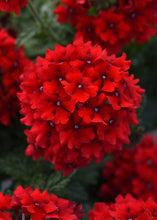 Load image into Gallery viewer, Verbena EnduraScape™ Red (Vervain)
