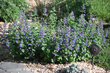 Load image into Gallery viewer, Nepeta racemosa &#39;Blue Wonder&#39; (Catmint)
