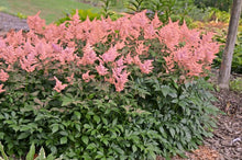 Load image into Gallery viewer, Astilbe japonica &#39;Peach Blossom&#39; (False Spirea) perennial, pink flowers
