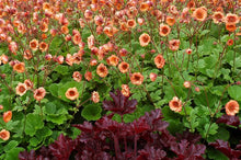 Load image into Gallery viewer, Geum Tempo™ Orange (Avens)
